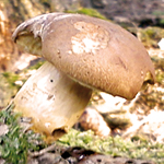 steinpilz_klein steinpilz_klein