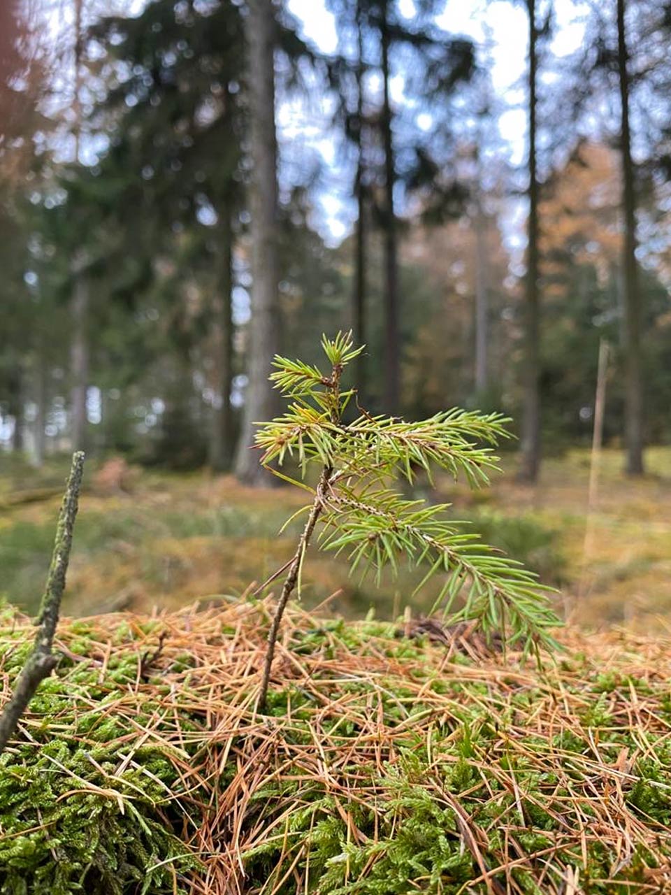 Wohnmobilwald